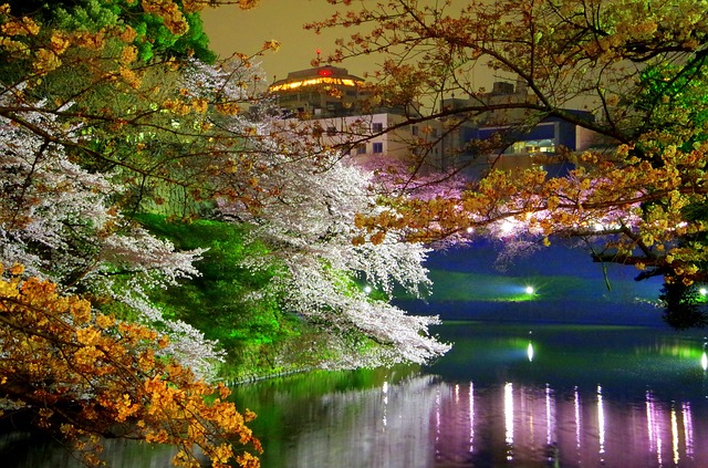 フリーbgm ライトアップされていた綺麗な夜桜 盛り上がりのあるとても切ない曲 独り音
