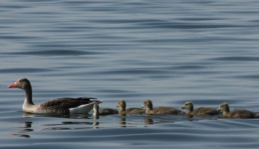 【フリーBGM】列をつくって歩くアヒルの親子/かわいいく悩んでるような