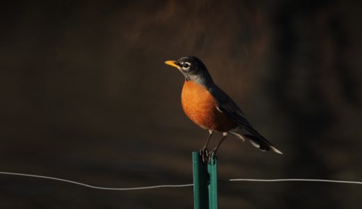 【フリーBGM】「自然曲」第七番-優しく鳴くジョウビタキ/穏やかで優しさのある