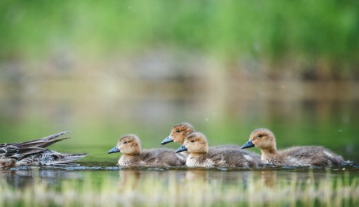 【フリーBGM】「自然曲」第五番-集団で泳ぐカモ軍団/ゆらゆらとしたオーケストラ