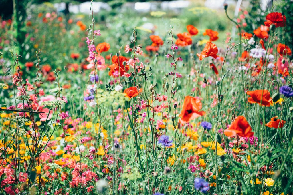 フリーbgm 雑草だらけの道に綺麗な花が咲いていた ほんわかとした優しさのある フリーbgm 音楽素材サイト 独り音