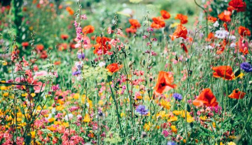 フリーbgm 夏に咲く緑の花々 優しく響く切ないピアノ曲 フリーbgm 音楽素材サイト 独り音