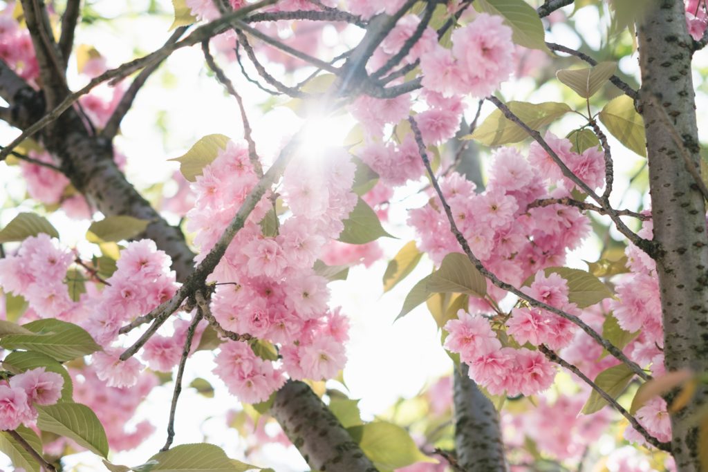 フリーbgm 壮大 桜の花の色が少しずつ変わり始め ゆったりと盛り上がるオーケストラ フリーbgm 音楽素材サイト 独り音