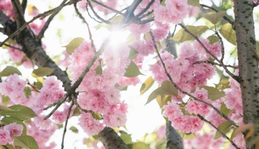 フリーbgm 桜の木の下でくつろぐ家族 ゆったりとしたピアノとストリングス 独り音